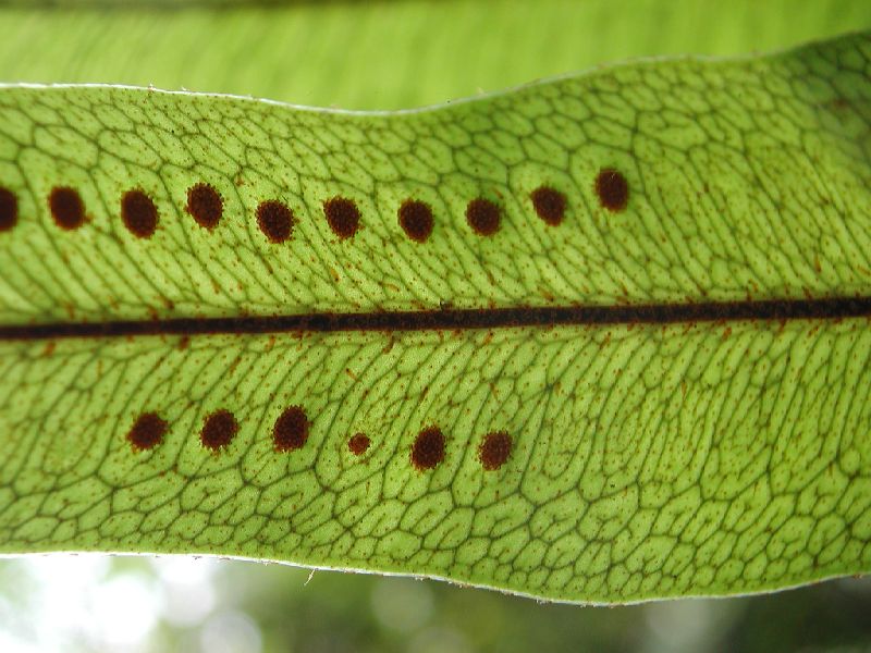 Polypodiaceae Microgramma percussa