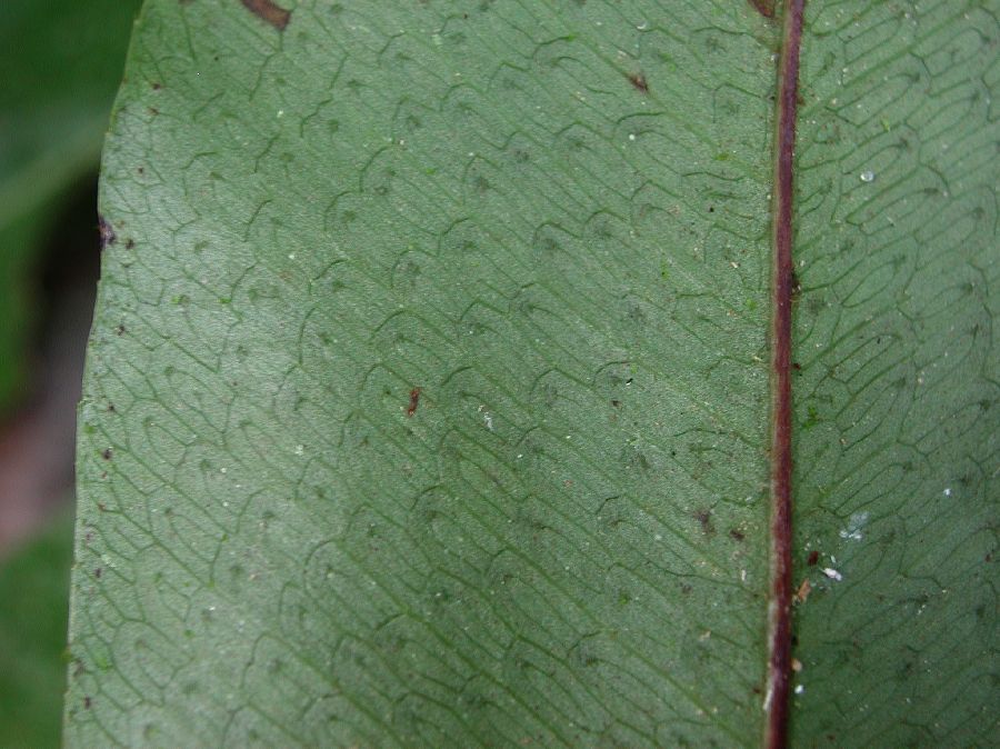 Polypodiaceae Phlebodium decumanum