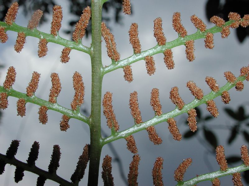 Dryopteridaceae Polybotrya polybotryoides