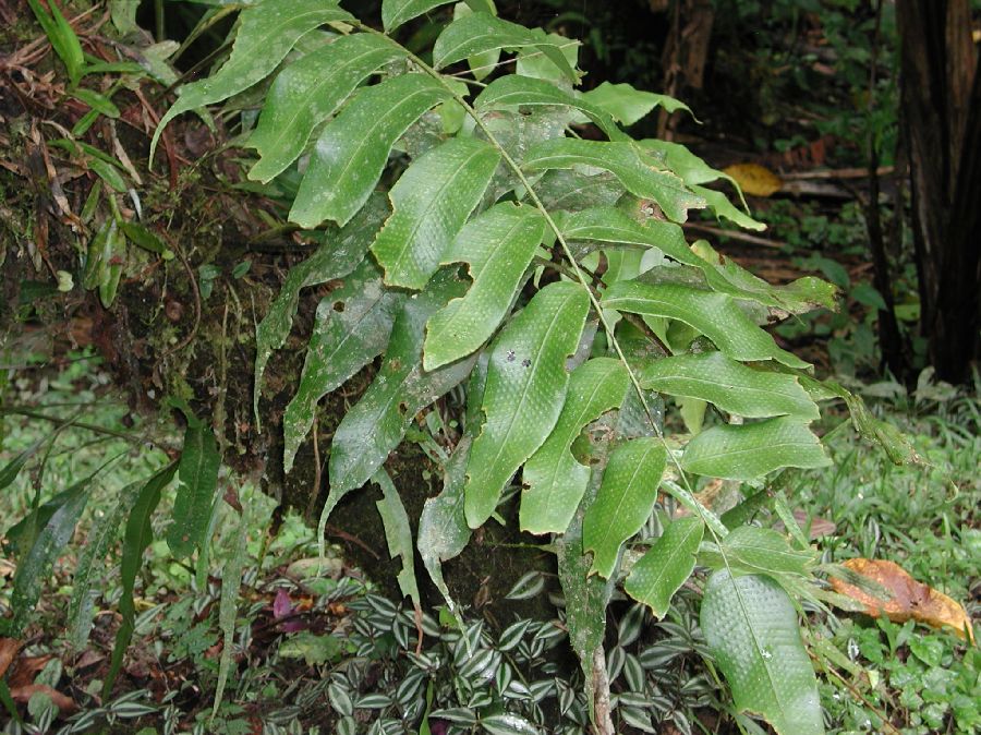 Polypodiaceae Serpocaulon caceresii