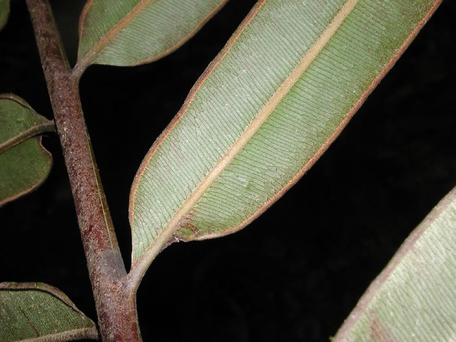 Pteridaceae Pteris grandifolia