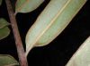 image of Pteris grandifolia