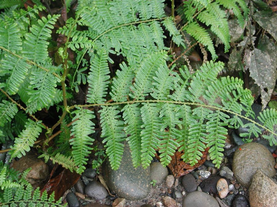 Selaginellaceae Selaginella exaltata