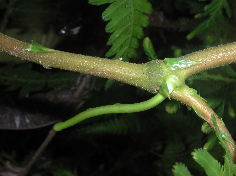 Selaginellaceae Selaginella exaltata