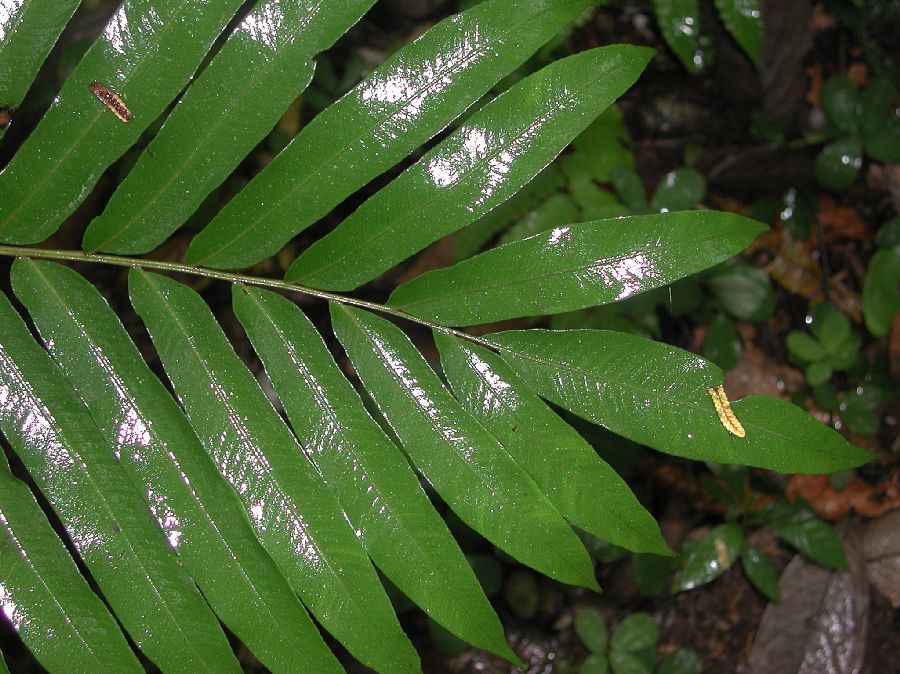 Thelypteridaceae Goniopteris falcatum