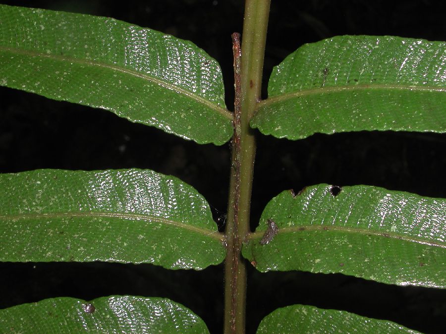 Thelypteridaceae Meniscium falcatum