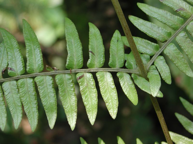 Thelypteridaceae Amauropelta pteroidea