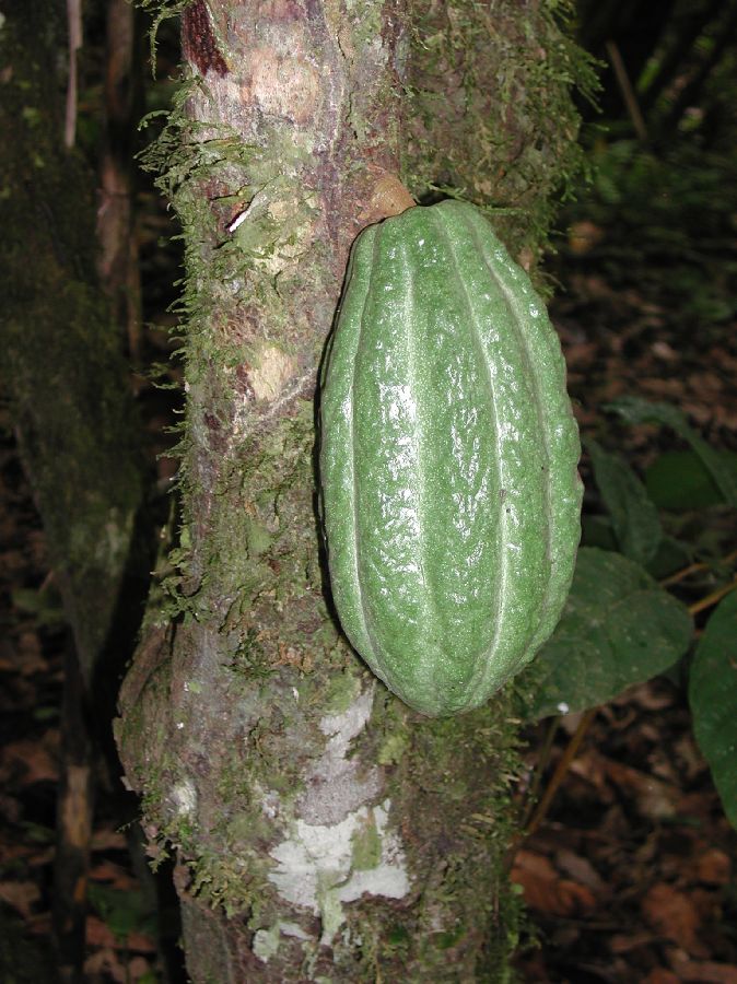 Byttneriaceae Theobroma cacao