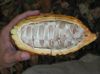 image of Theobroma cacao