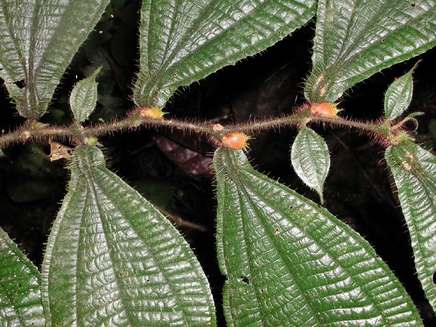 Melastomataceae Maieta guianensis