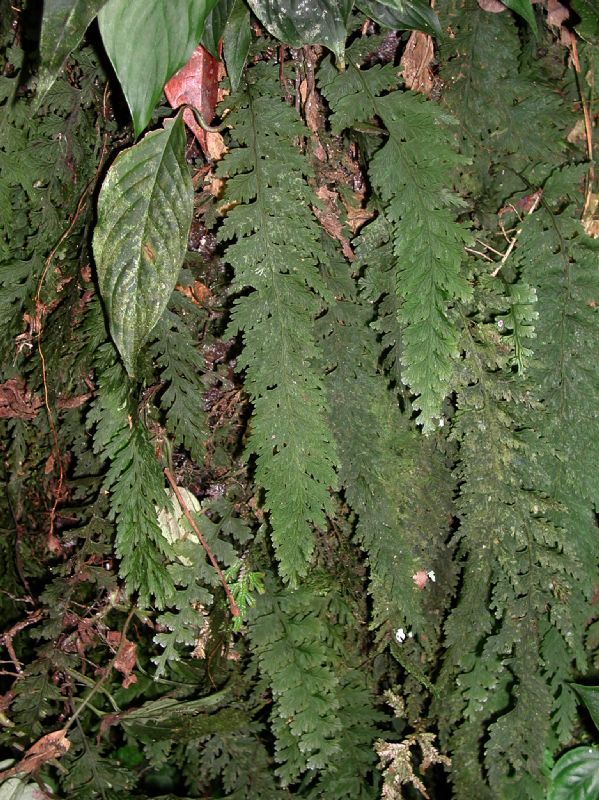 Hymenophyllaceae Vandenboschia 