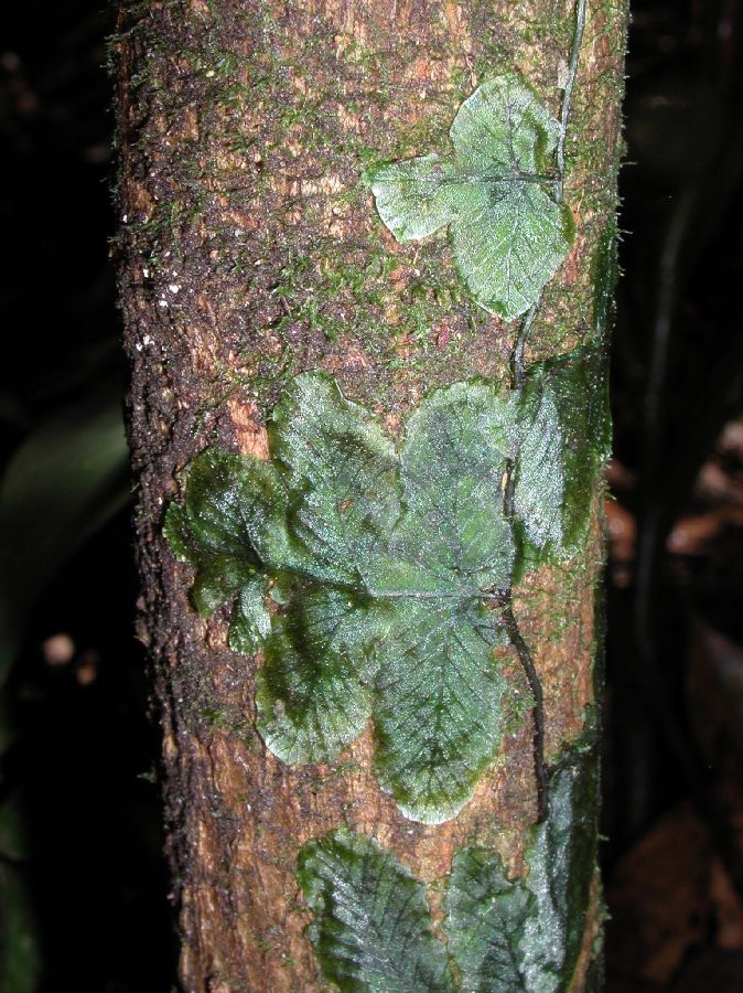 Hymenophyllaceae Trichomanes ankersii