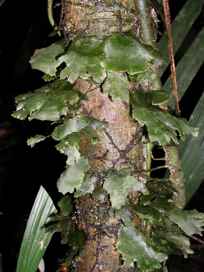 Hymenophyllaceae Didymoglossum membranaceum