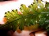 image of Trichomanes polypodioides