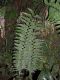 image of Asplenium salicifolium