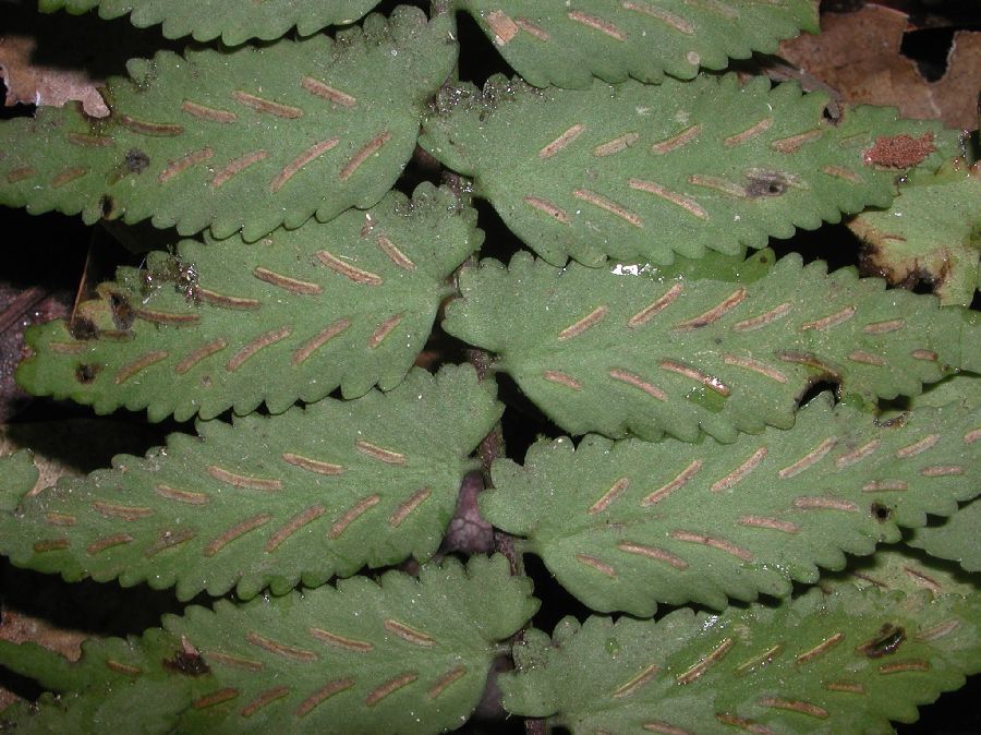 Aspleniaceae Asplenium salicifolium