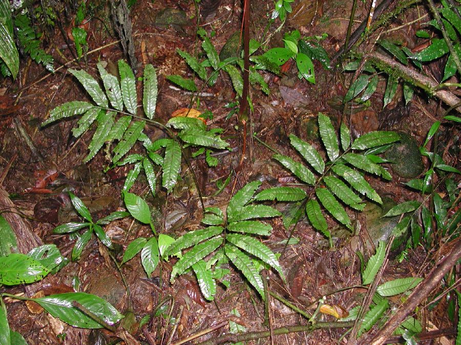 Lomariopsidaceae Mickelia lindigii