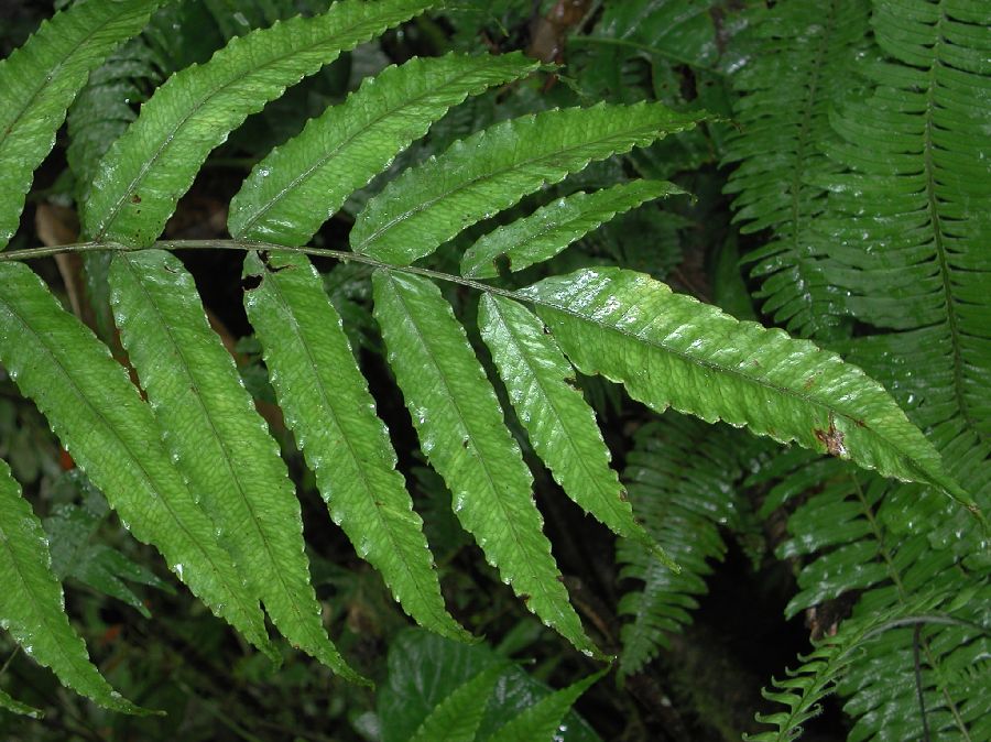 Lomariopsidaceae Mickelia lindigii
