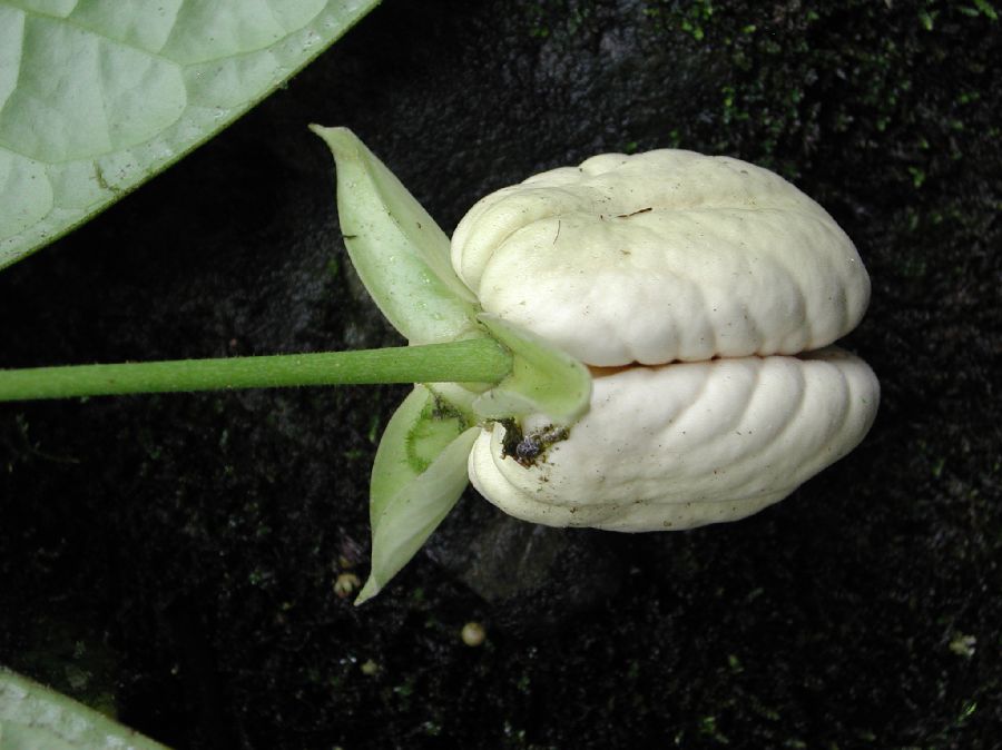 Annonaceae Cymbopetalum 