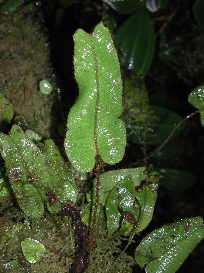 Dryopteridaceae Elaphoglossum exertipes