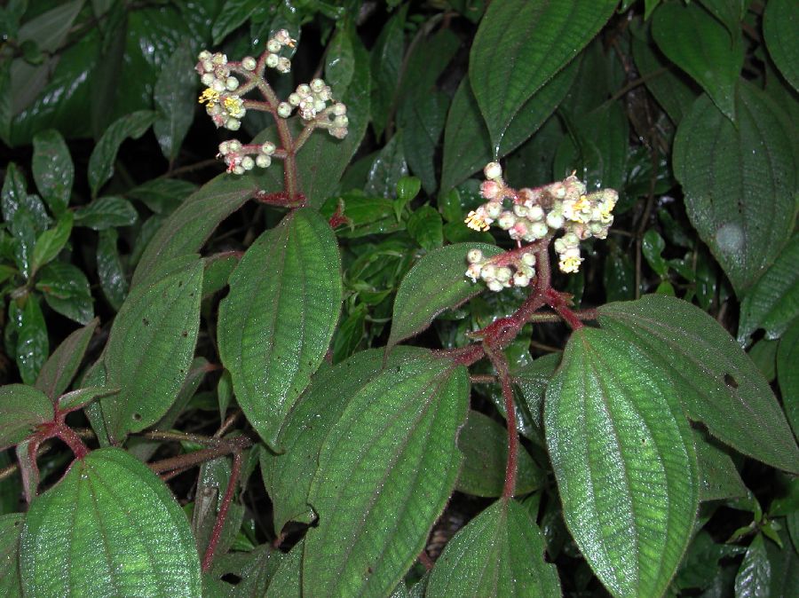 Melastomataceae Miconia caesariata