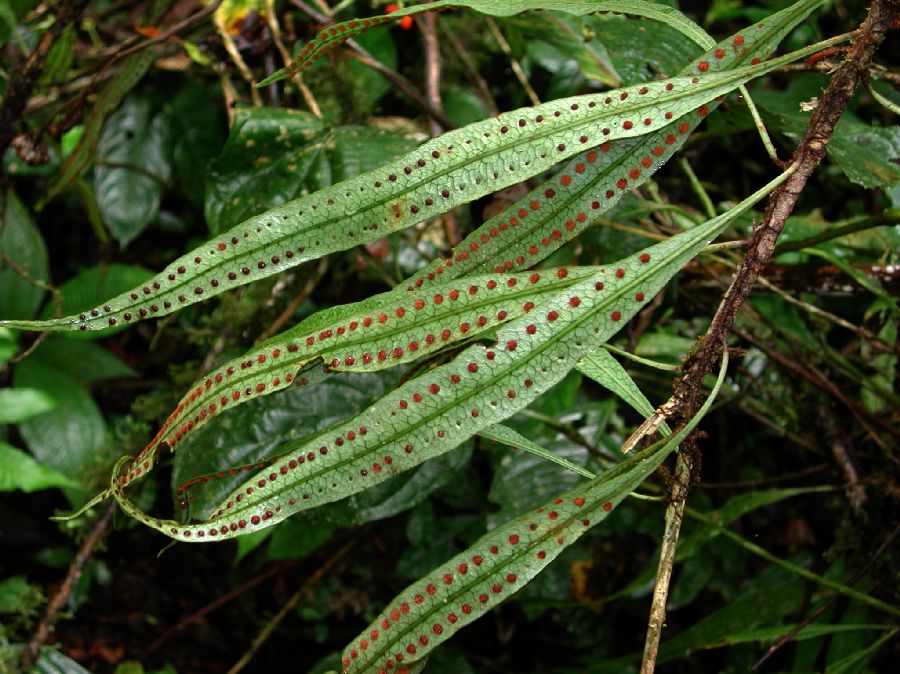 Polypodiaceae Microgramma dictyophylla