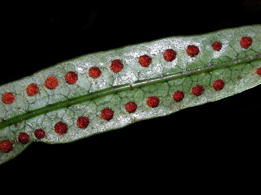 Polypodiaceae Microgramma dictyophylla