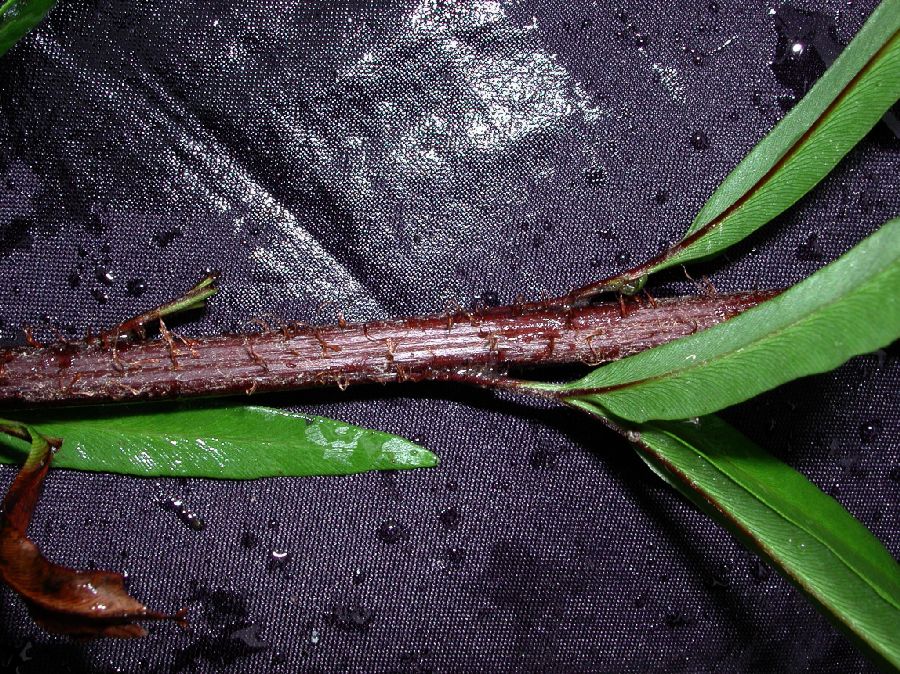 Pteridaceae Pityrogramma trifoliata