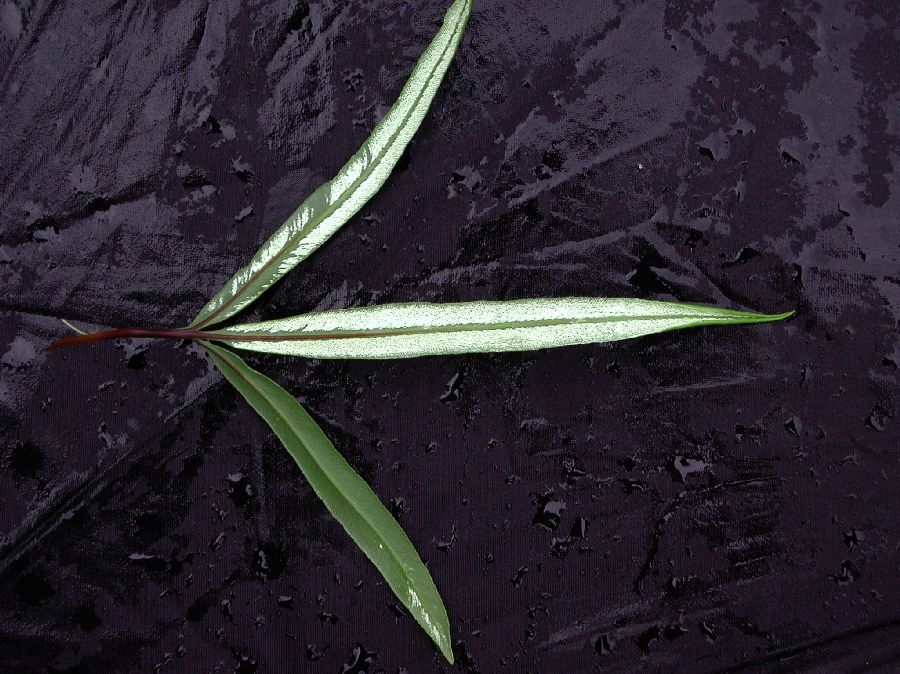 Pteridaceae Pityrogramma trifoliata