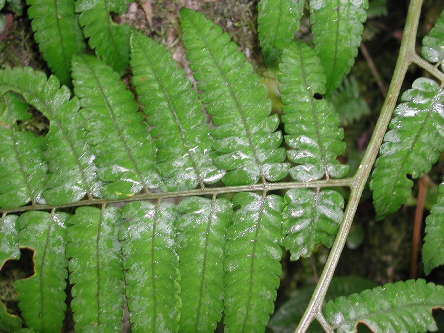 Dryopteridaceae Polybotrya alfredii
