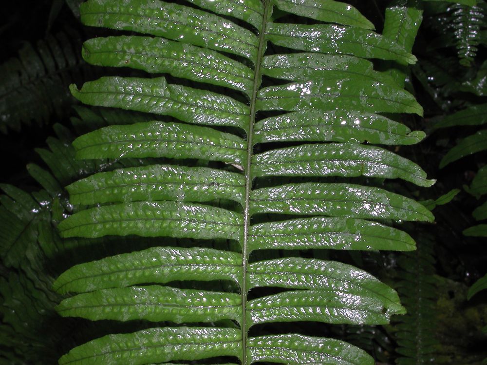 Polypodiaceae Serpocaulon dasypleuron
