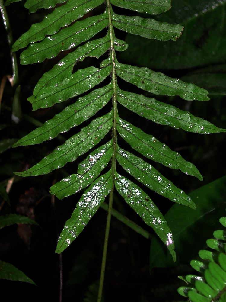 Polypodiaceae Serpocaulon dasypleuron