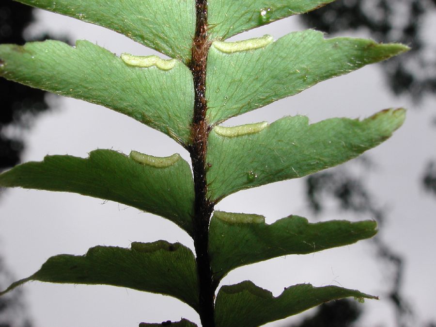 Pteridaceae Adiantum villosissimum