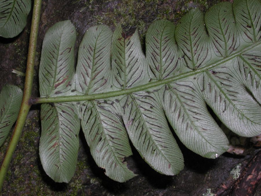 Athyriaceae Diplazium costale