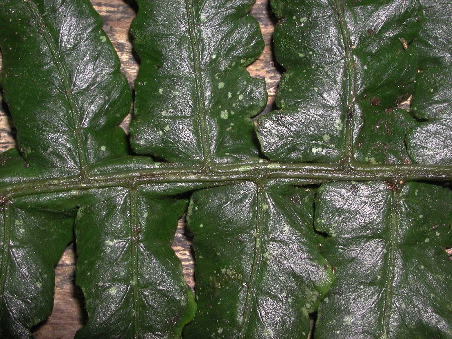 Athyriaceae Diplazium 