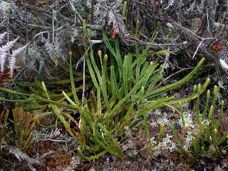 Lycopodiaceae Diphasium lawessonianum