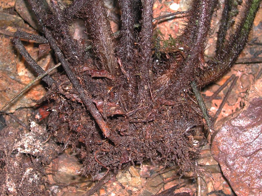 Dryopteridaceae Megalastrum fibrillosum