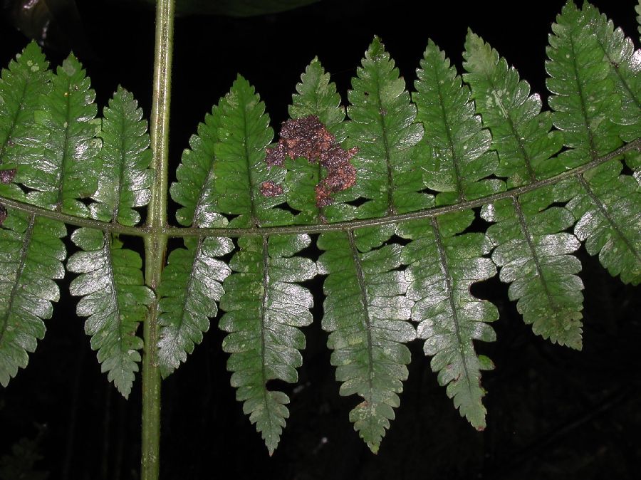 Dryopteridaceae Polybotrya alfredii