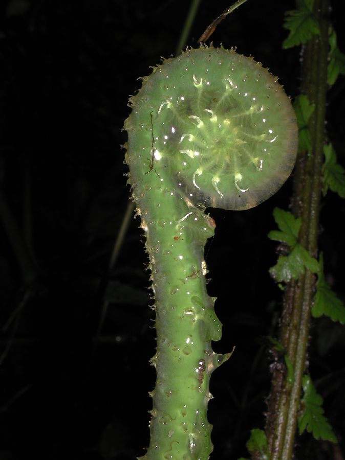 Thelypteridaceae Amauropelta uncinata
