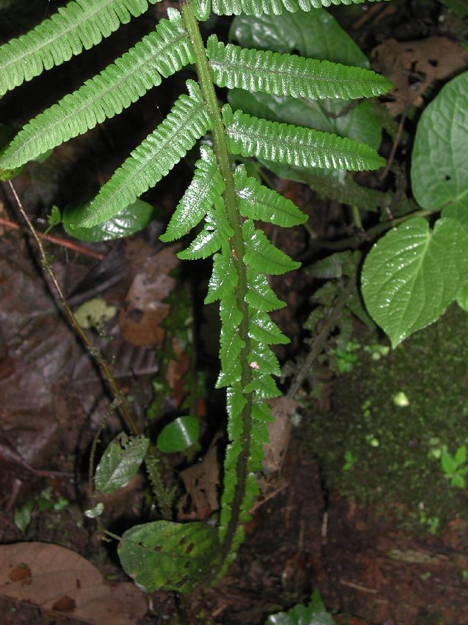 Thelypteridaceae Amauropelta uncinata