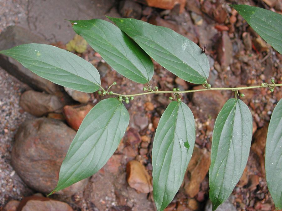 Cannabaceae Trema integerrima