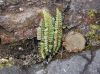 image of Asplenium monanthes