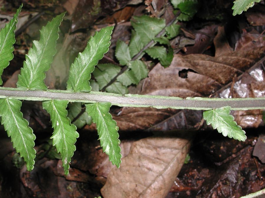 Aspleniaceae Asplenium pteropus