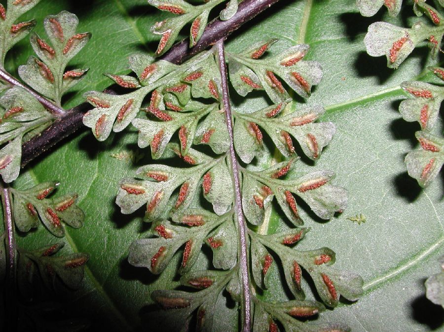 Aspleniaceae Asplenium uniseriale