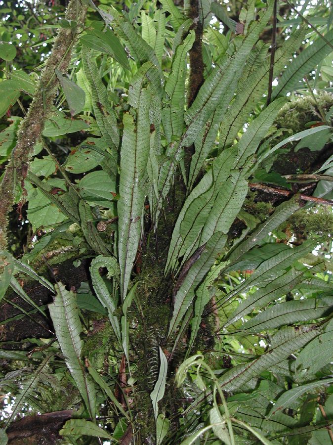 Polypodiaceae Campyloneurum ophiocaulon