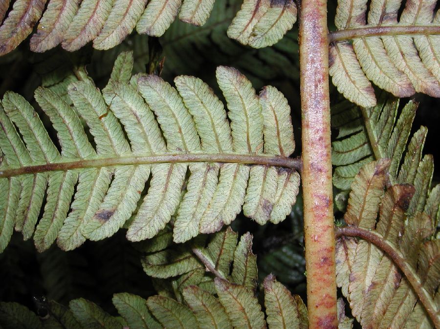 Cyatheaceae Cyathea delgadii