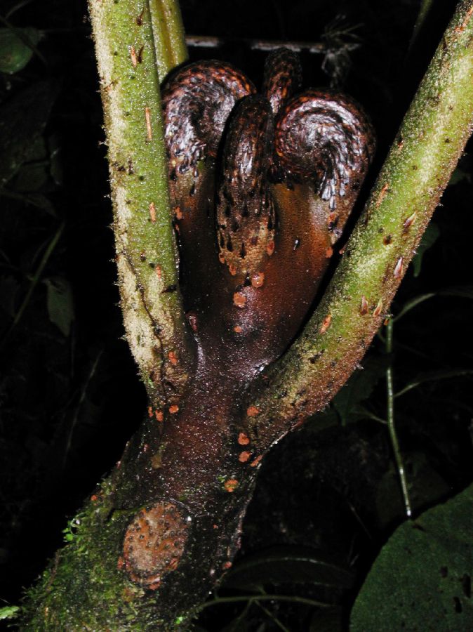 Cyatheaceae Cyathea planadae