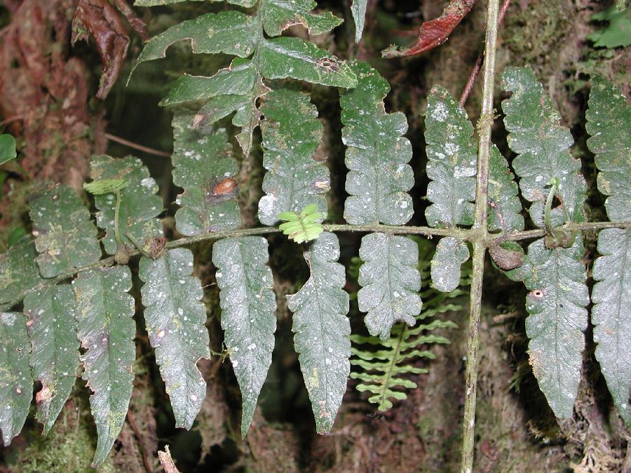 Dennstaedtiaceae Dennstaedtia 