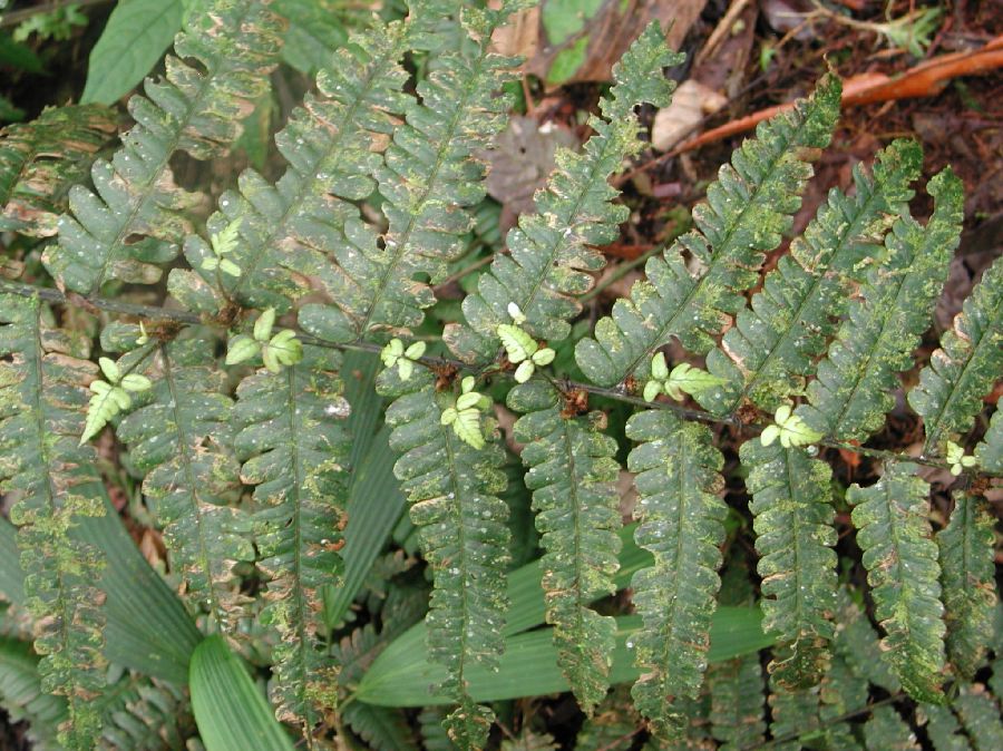 Athyriaceae Diplazium costale