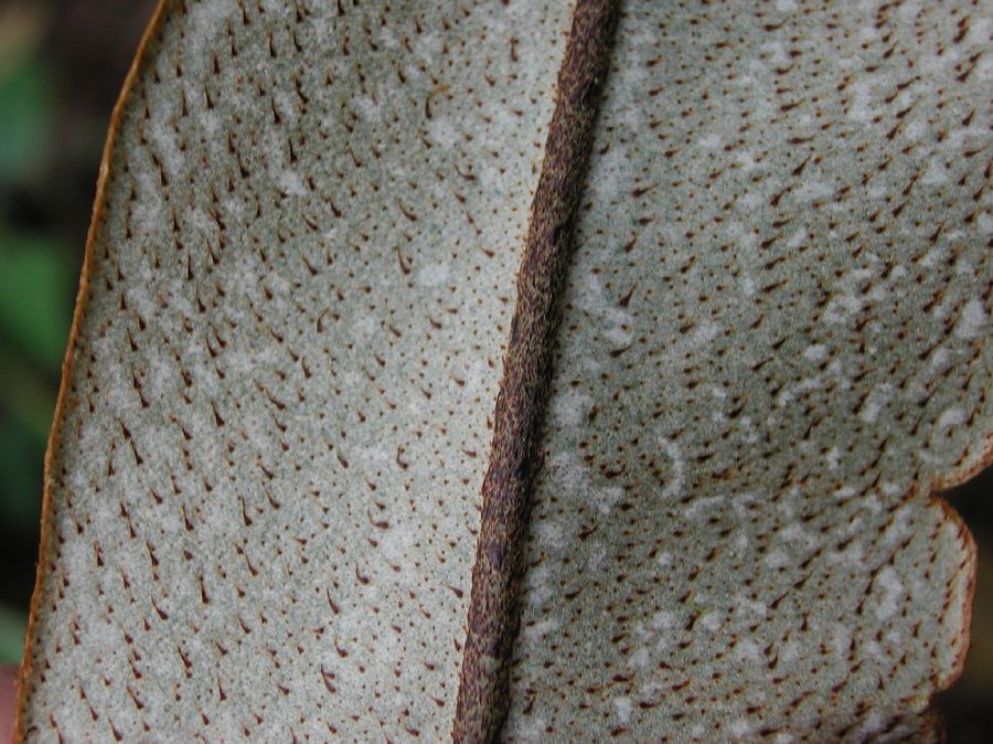 Dryopteridaceae Elaphoglossum argyrochosma